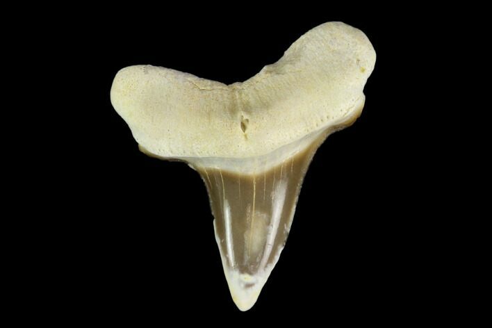 Cretaceous Shark (Cretoxyrhina) Tooth - Kansas #115652